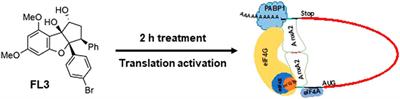 The flavagline FL3 interferes with the association of Annexin A2 with the eIF4F initiation complex and transiently stimulates the translation of annexin A2 mRNA